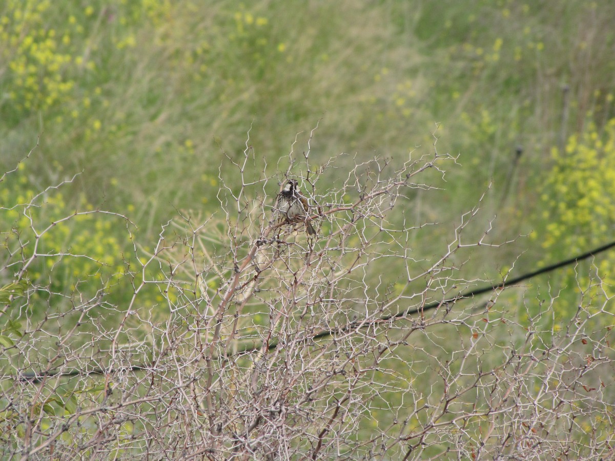 Spanish Sparrow - ML631798908