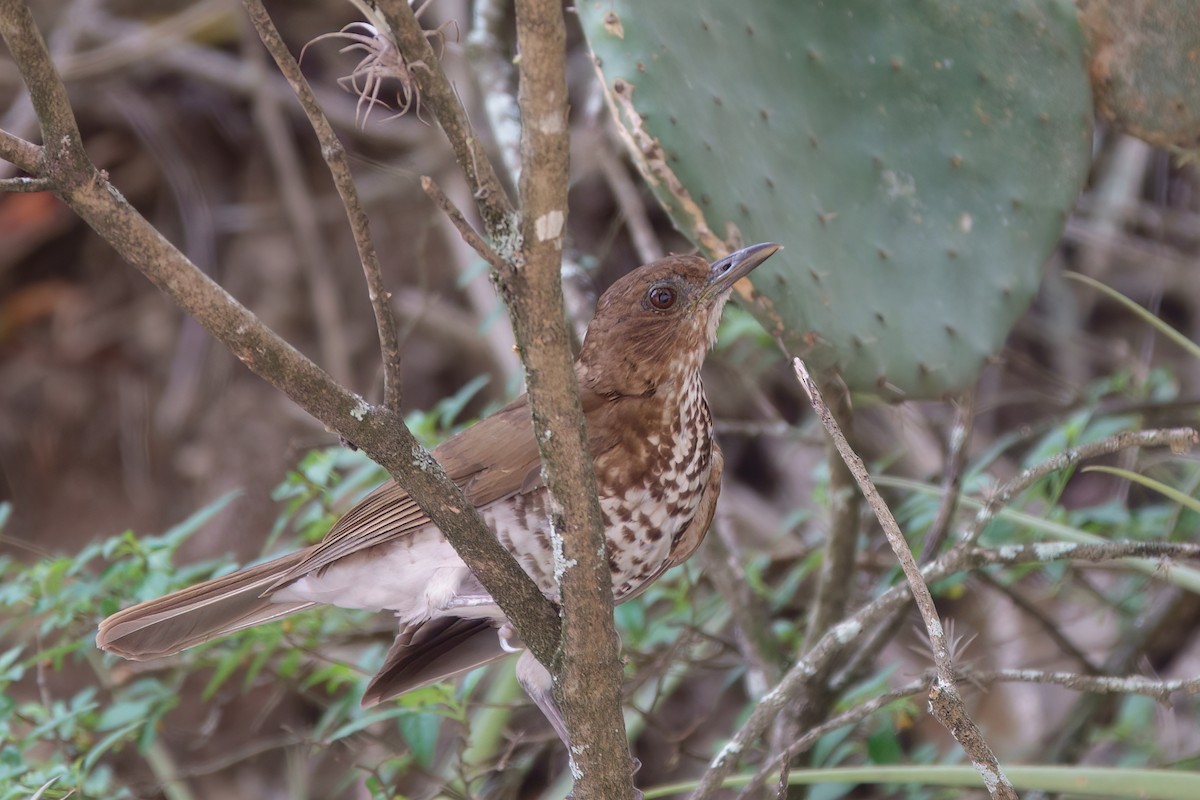 Marañon Thrush - ML631798926