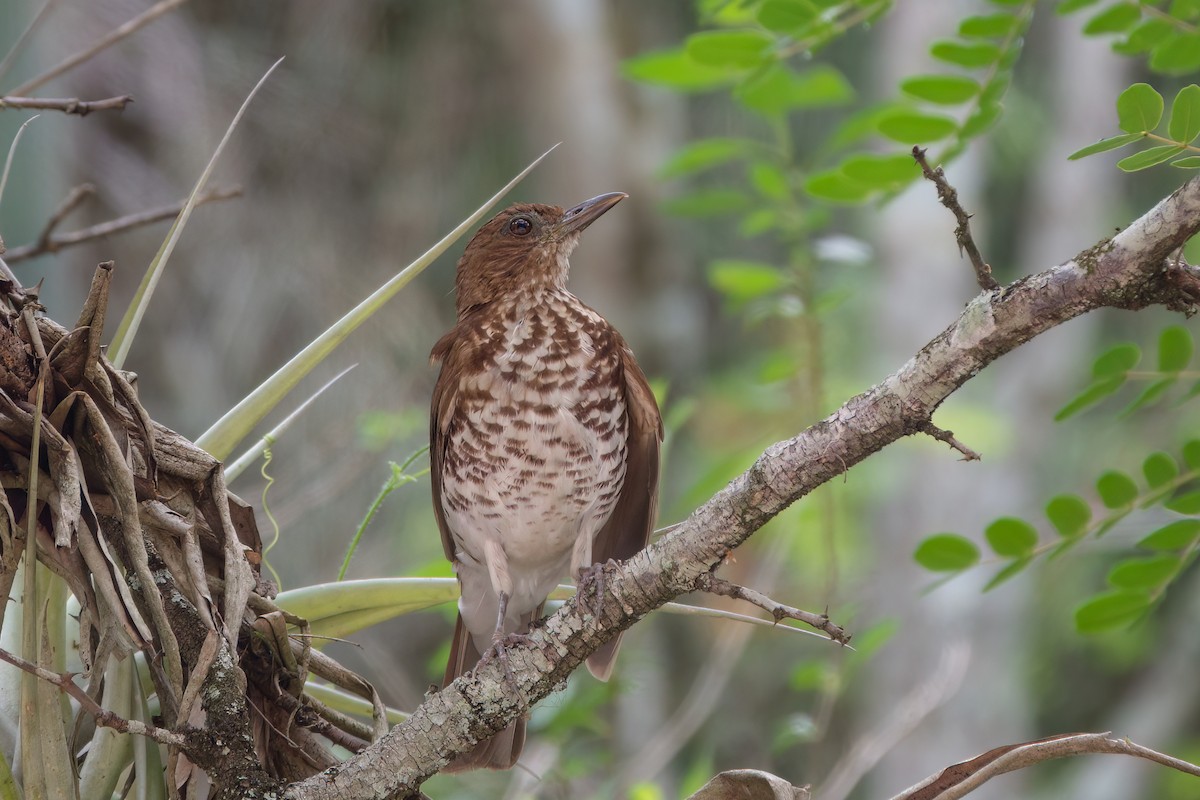 Marañon Thrush - ML631798927