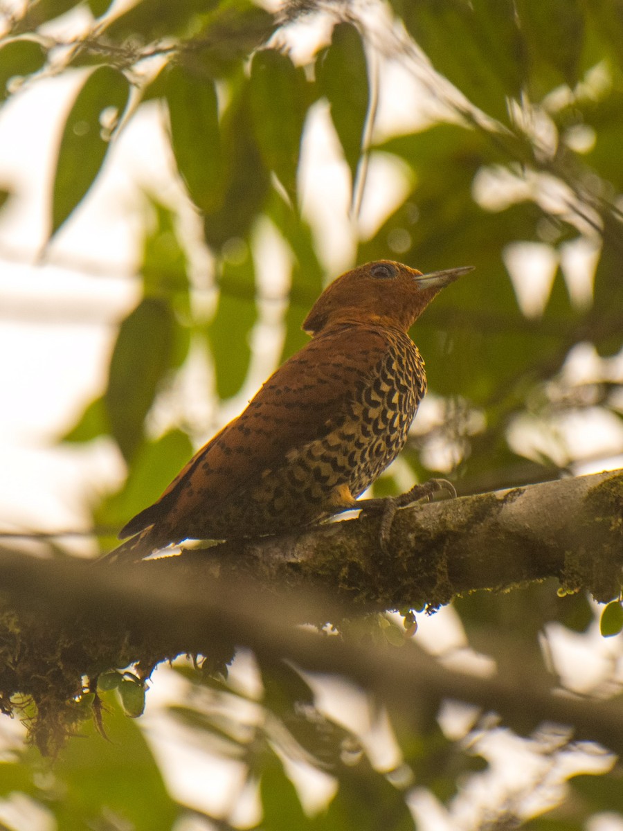 Cinnamon Woodpecker - ML631799107