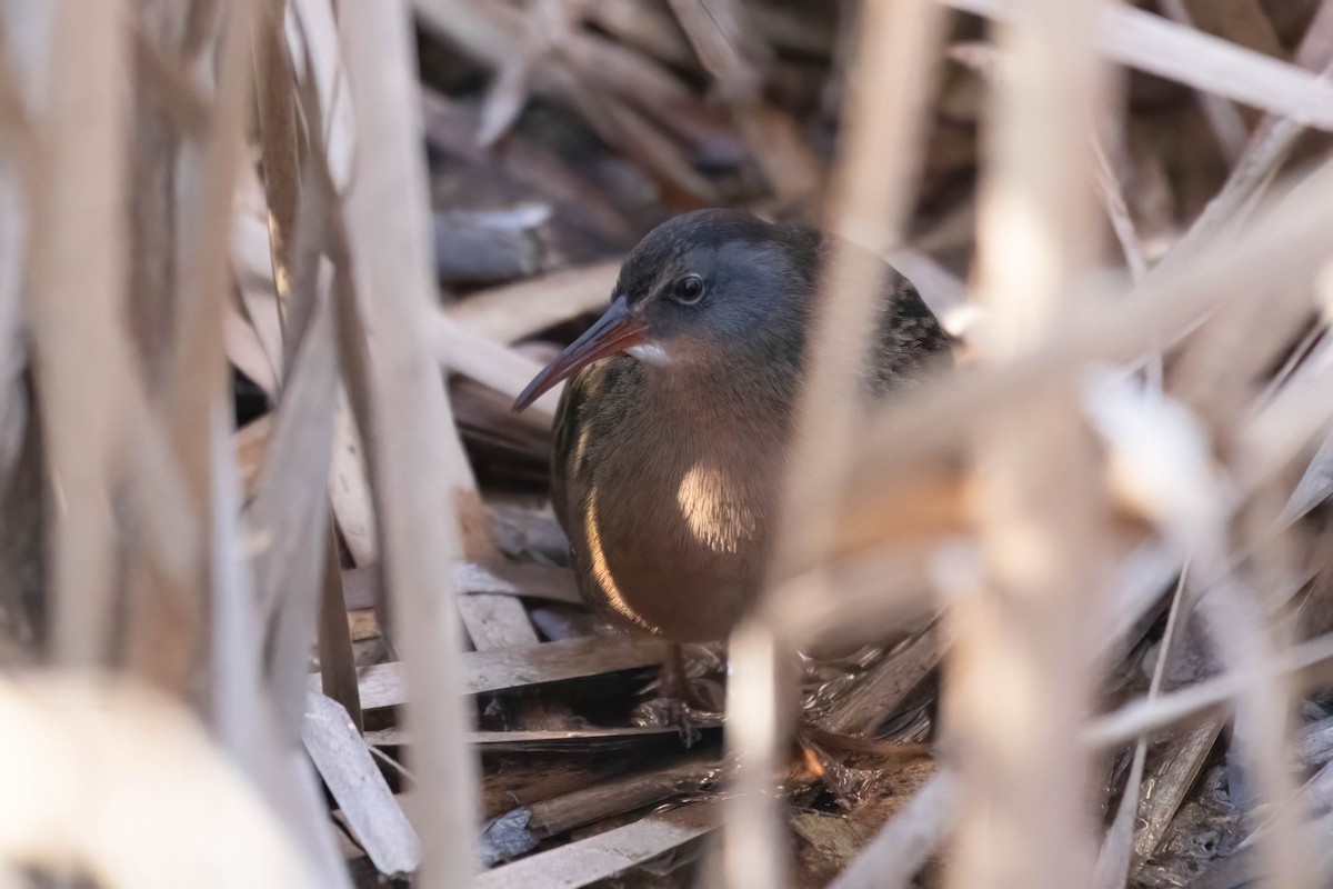 Virginia Rail - ML631799169
