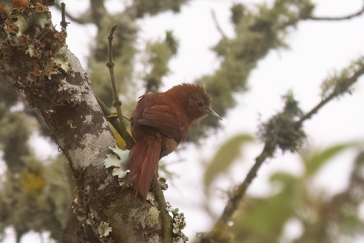 Russet-mantled Softtail - ML631799272