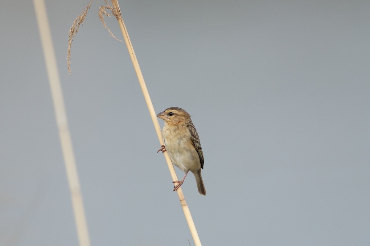 Asian Golden Weaver - ML631799290