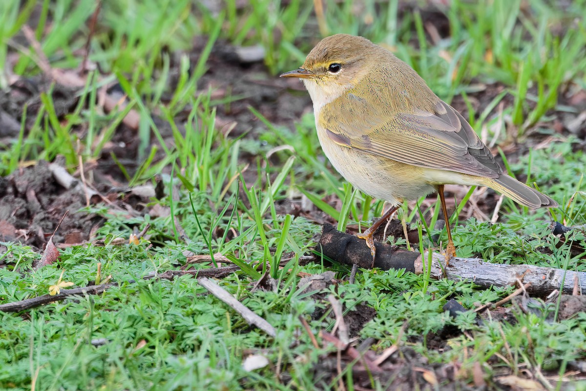 Iberian Chiffchaff - Iker Fernández Martínez