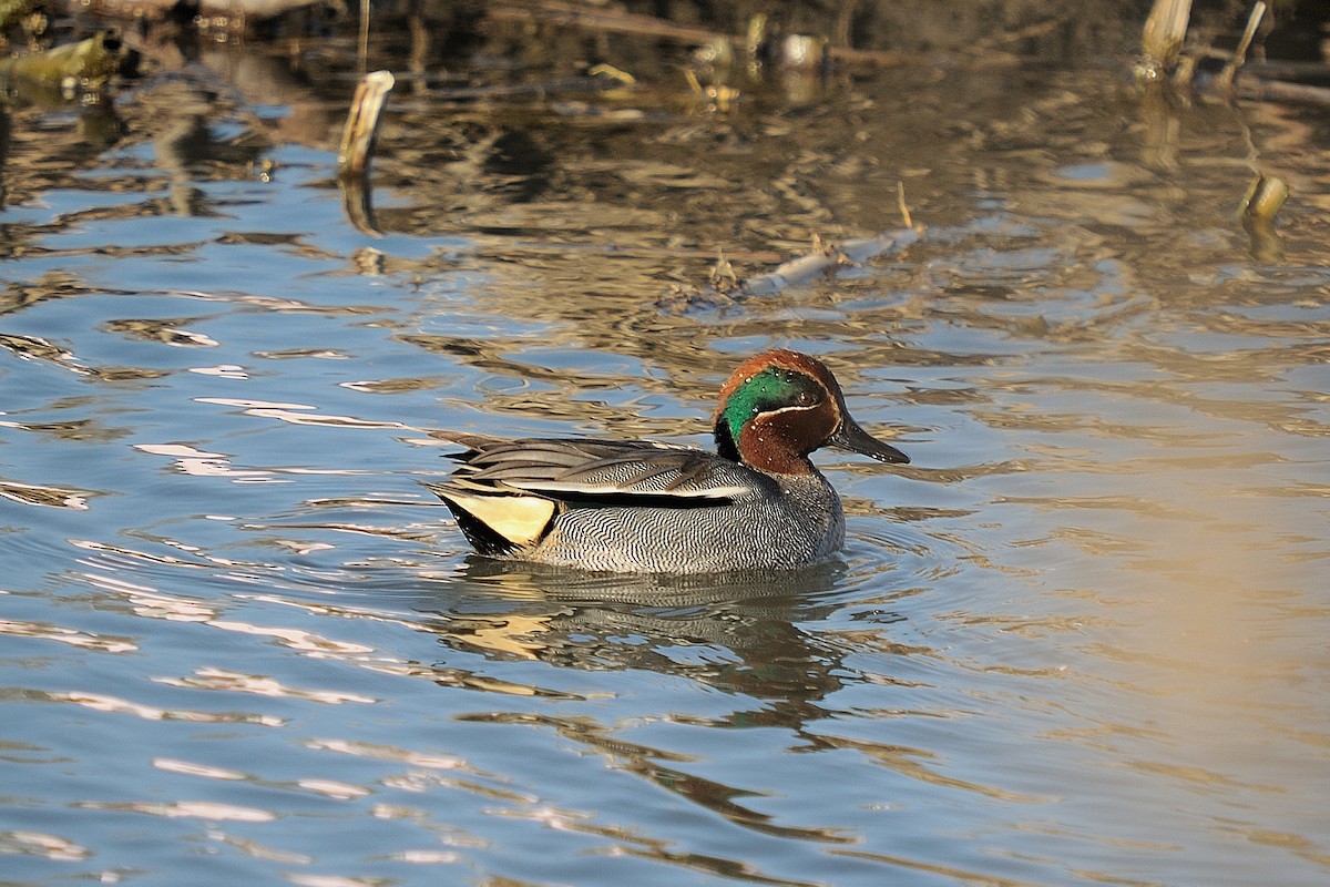Green-winged Teal - ML631799618