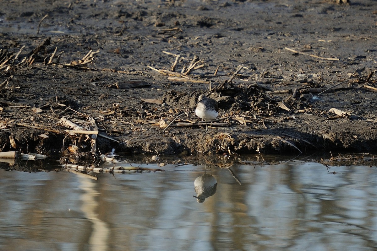Green Sandpiper - ML631799641