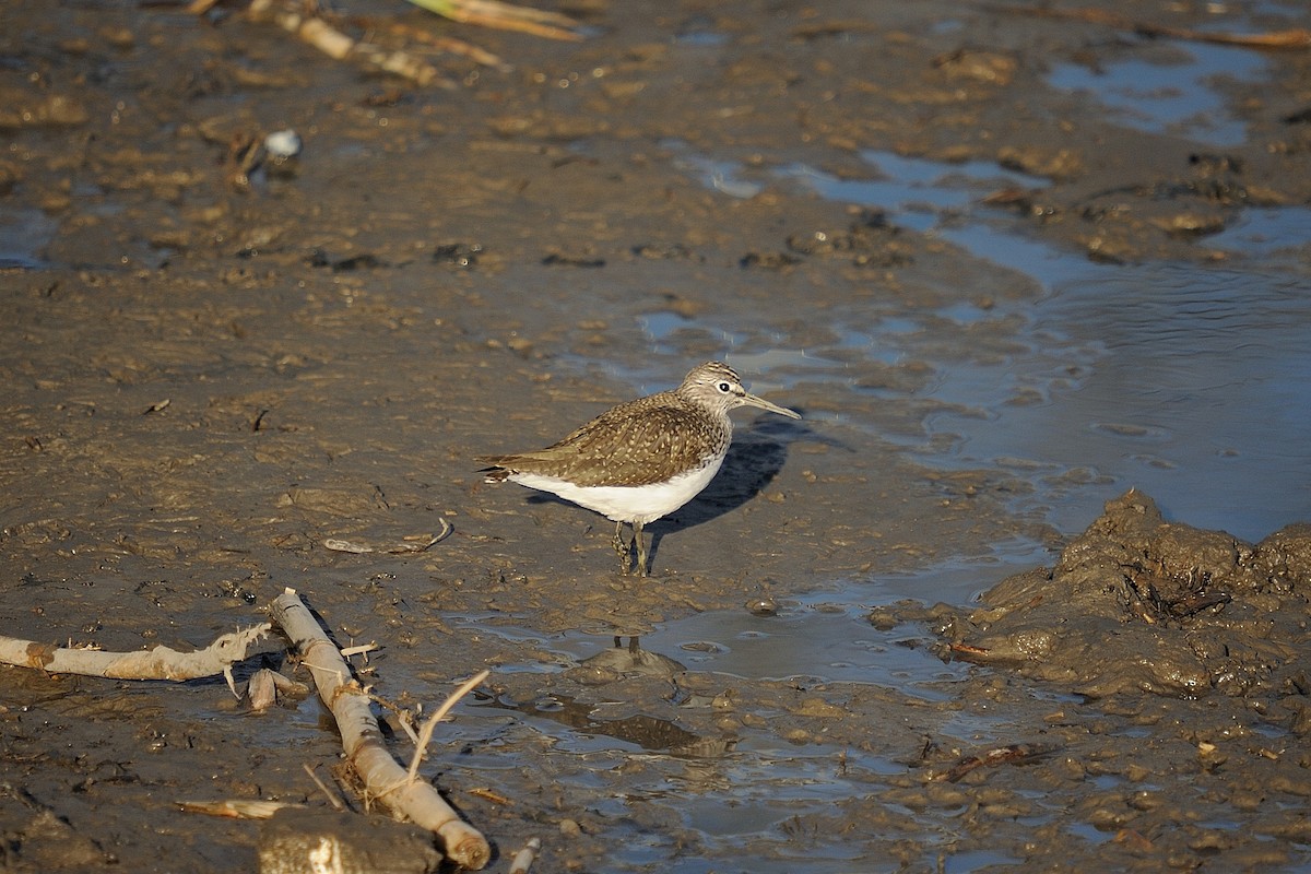 Green Sandpiper - ML631799642