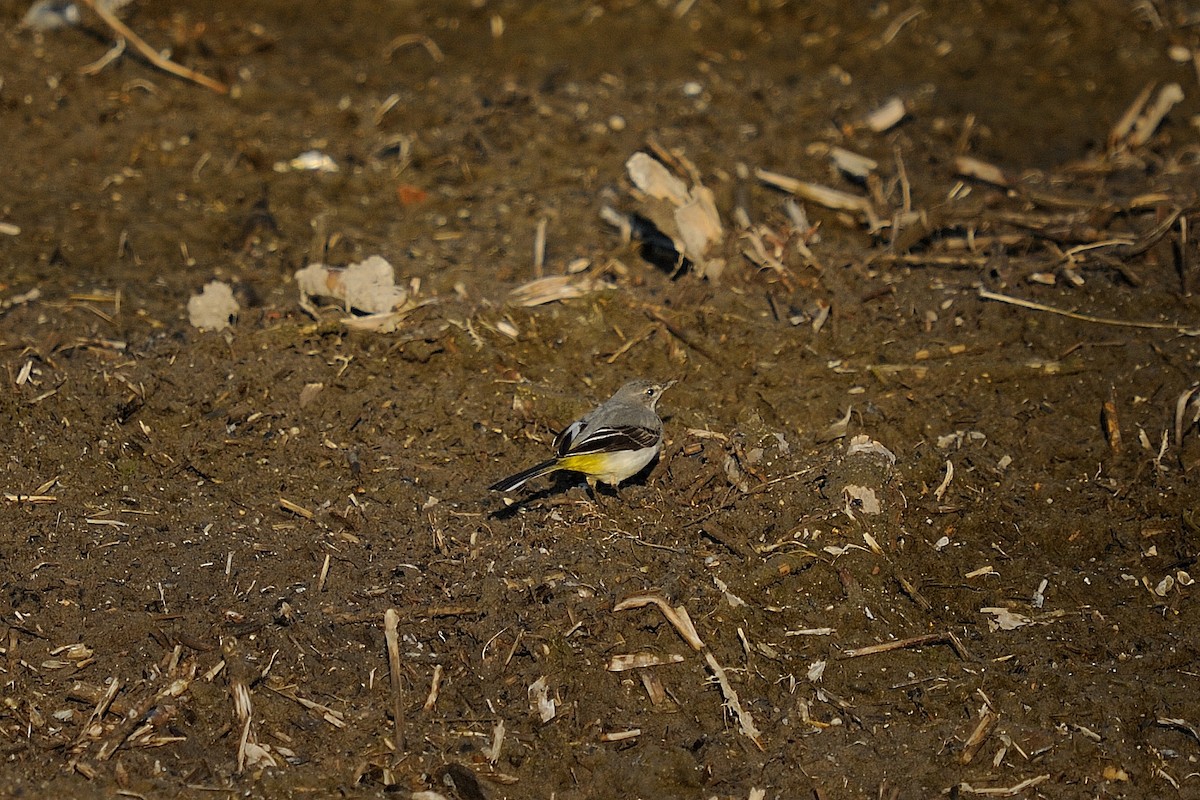 Gray Wagtail - ML631799661