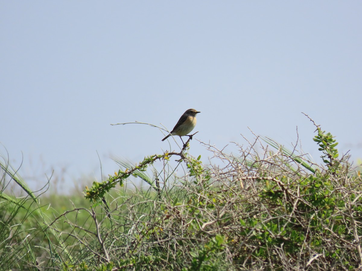 European Stonechat - ML631799839