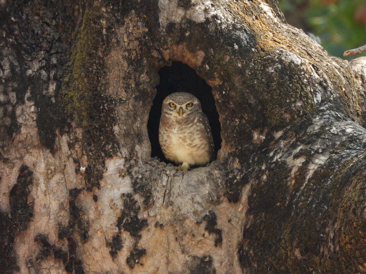 sýček brahmínský - ML631799945