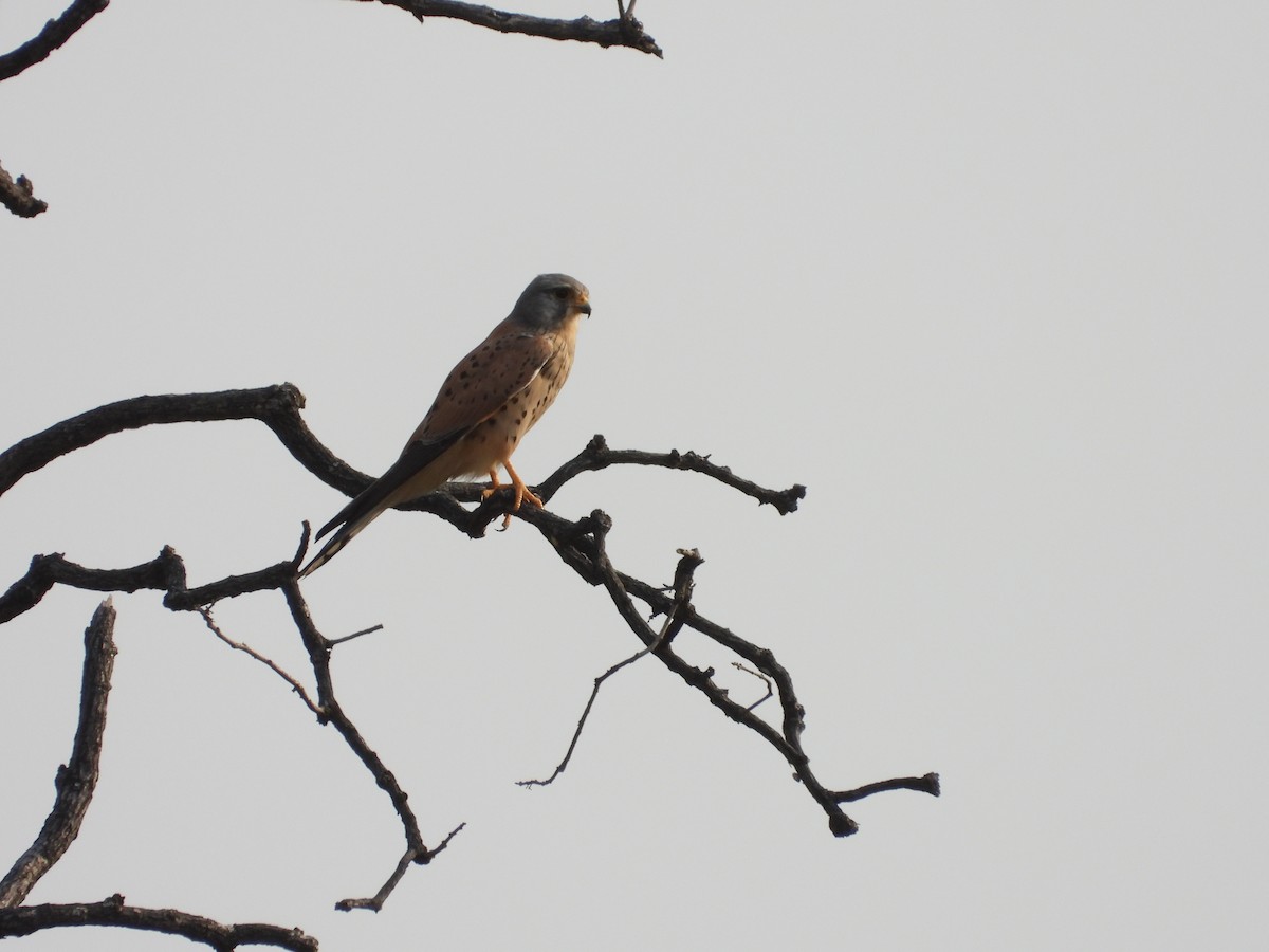 poštolka obecná - ML631800000