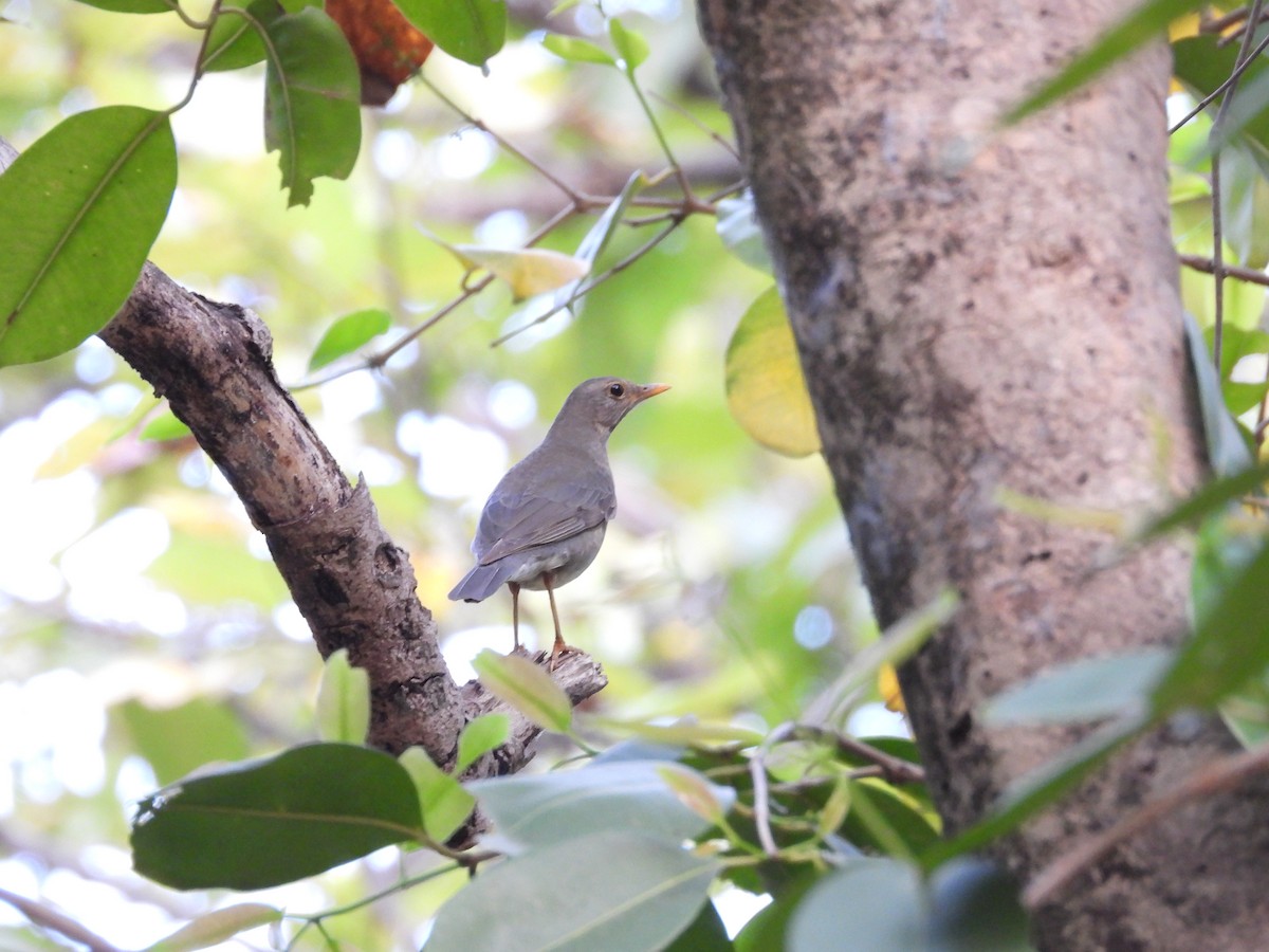 drozd severoindický - ML631800160