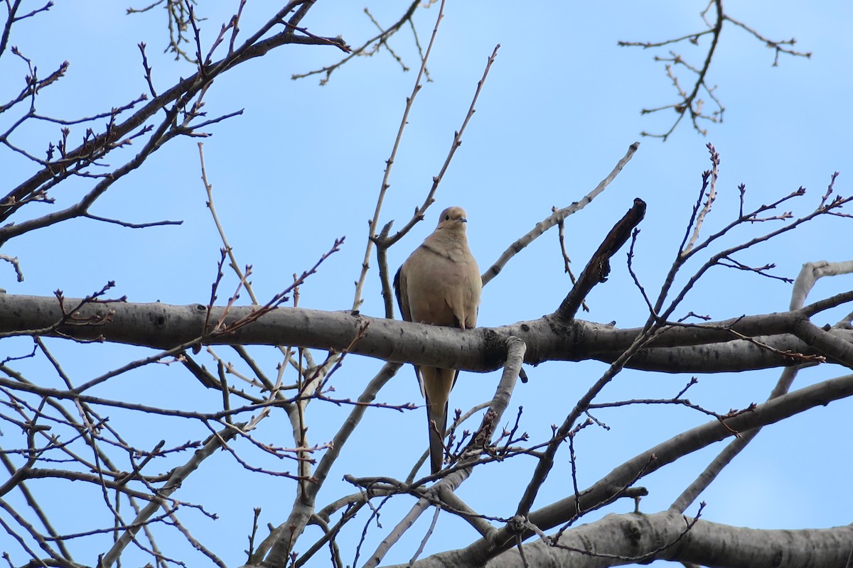 Mourning Dove - ML631800188