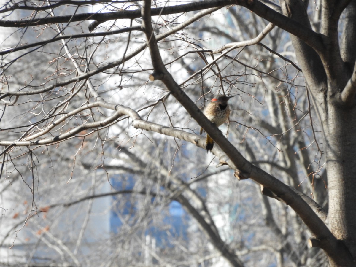 Northern Flicker - ML631800230