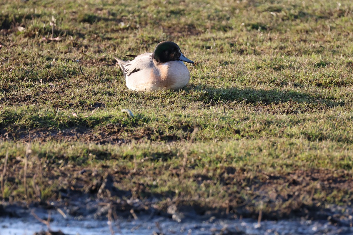 Зээрд алаг x Шовтгор алаг нугас (эрлийз) - ML631800243