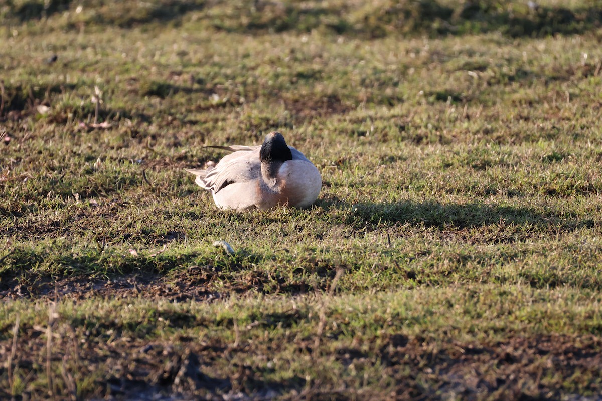 Зээрд алаг x Шовтгор алаг нугас (эрлийз) - ML631800244