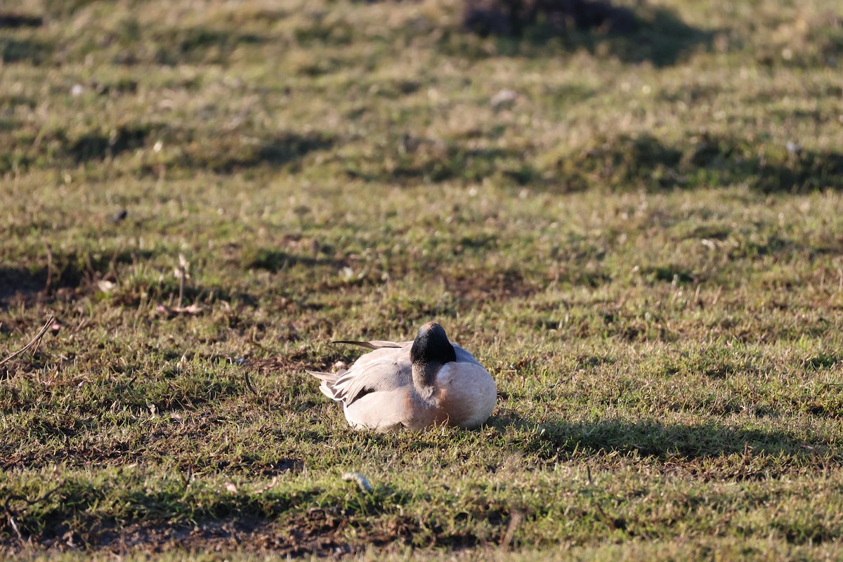 Зээрд алаг x Шовтгор алаг нугас (эрлийз) - ML631800245