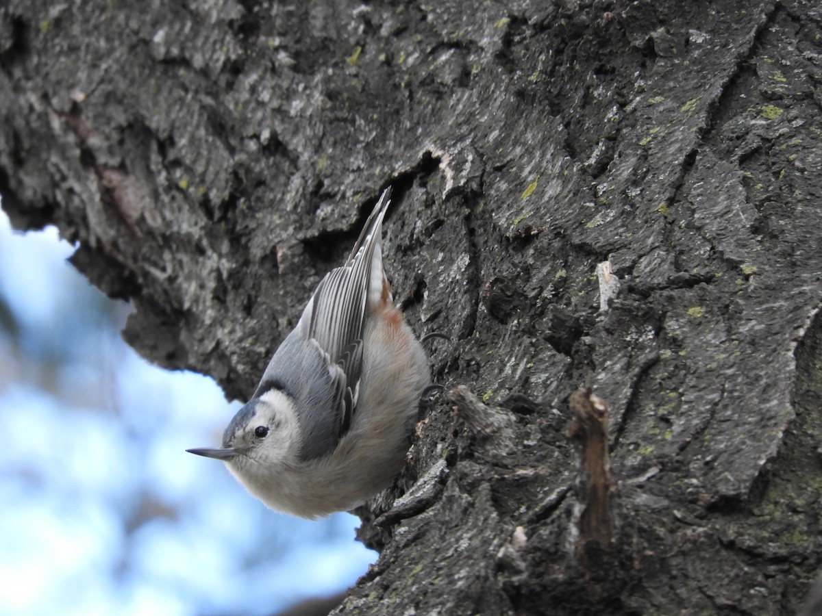White-breasted Nuthatch - ML631800248