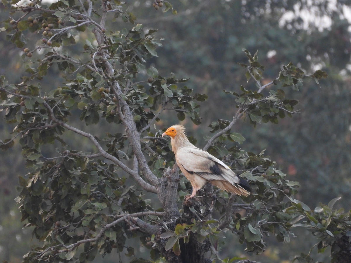 sup mrchožravý - ML631800263