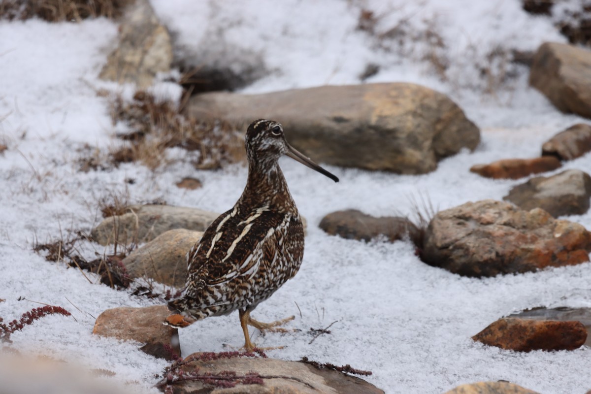 Solitary Snipe - ML631800270