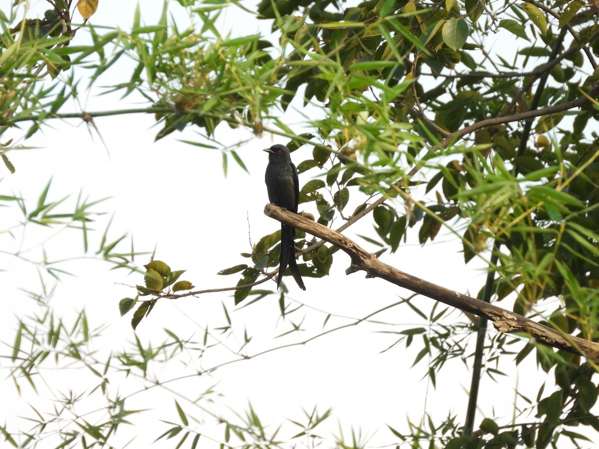 drongo kouřový - ML631800277