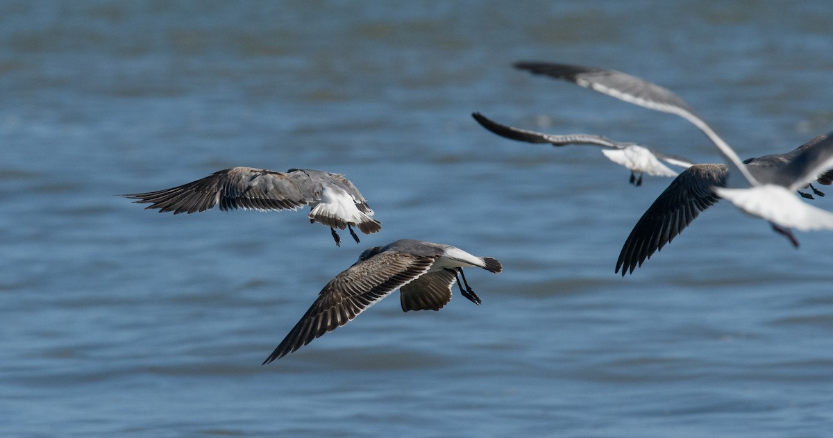 Laughing Gull - ML631800303