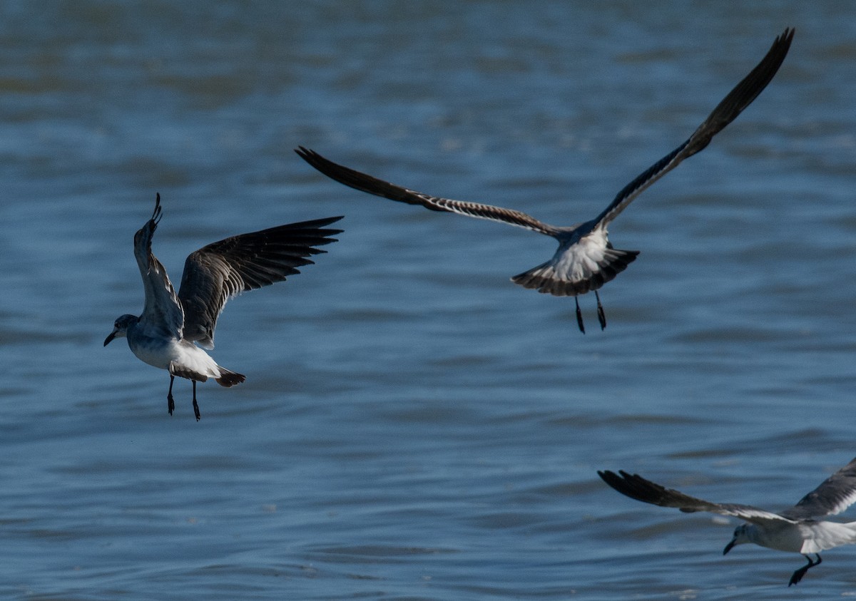 Laughing Gull - ML631800310