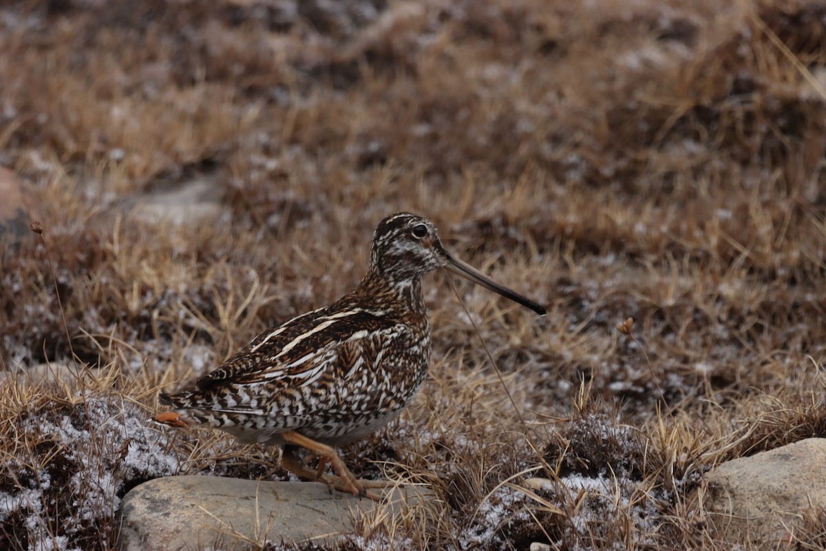 Solitary Snipe - ML631800323