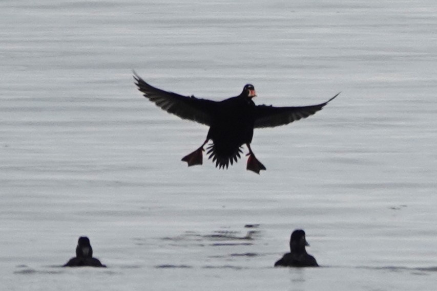 Surf Scoter - ML631800339