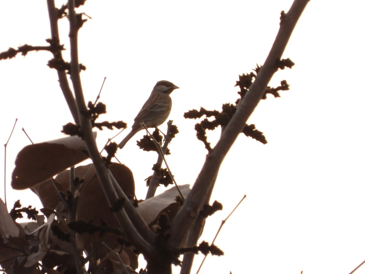 strnad bělolící - ML631800374