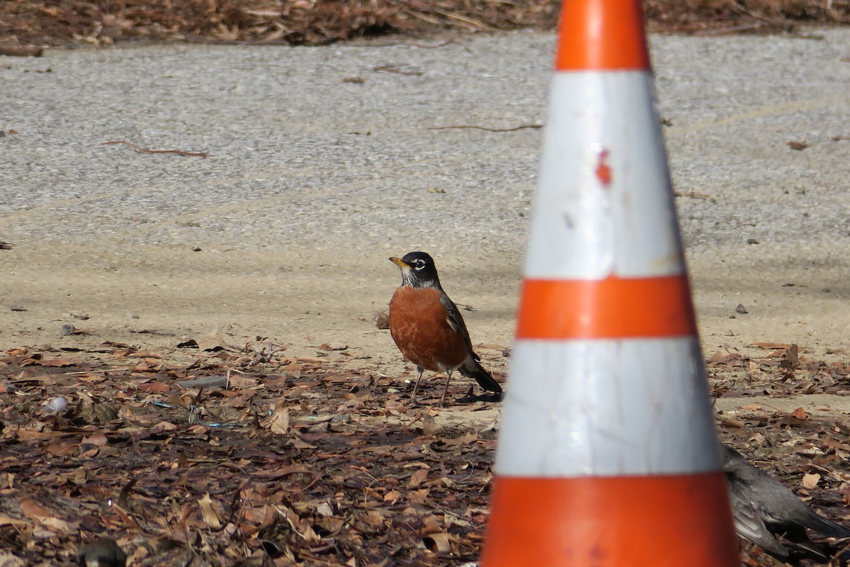 American Robin - ML631800393
