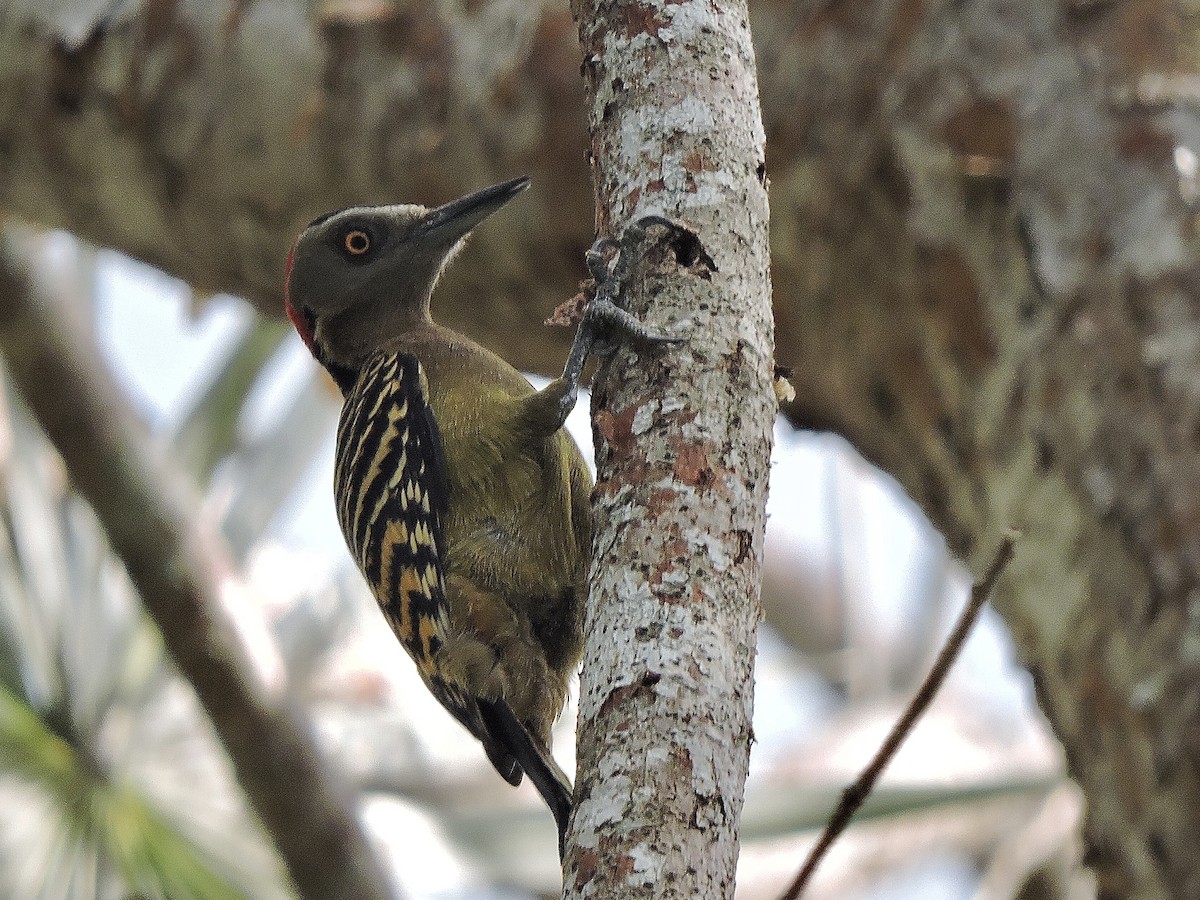 Hispaniolan Woodpecker - ML631800431