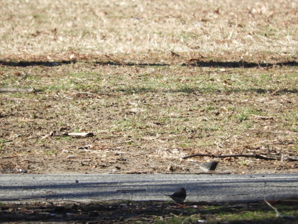 Dark-eyed Junco - ML631800448
