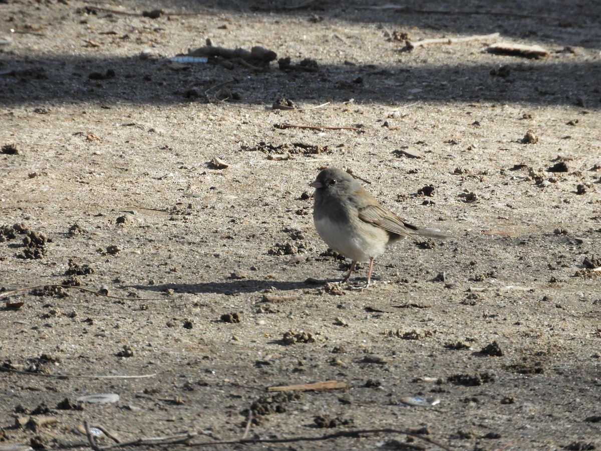 Dark-eyed Junco - ML631800474