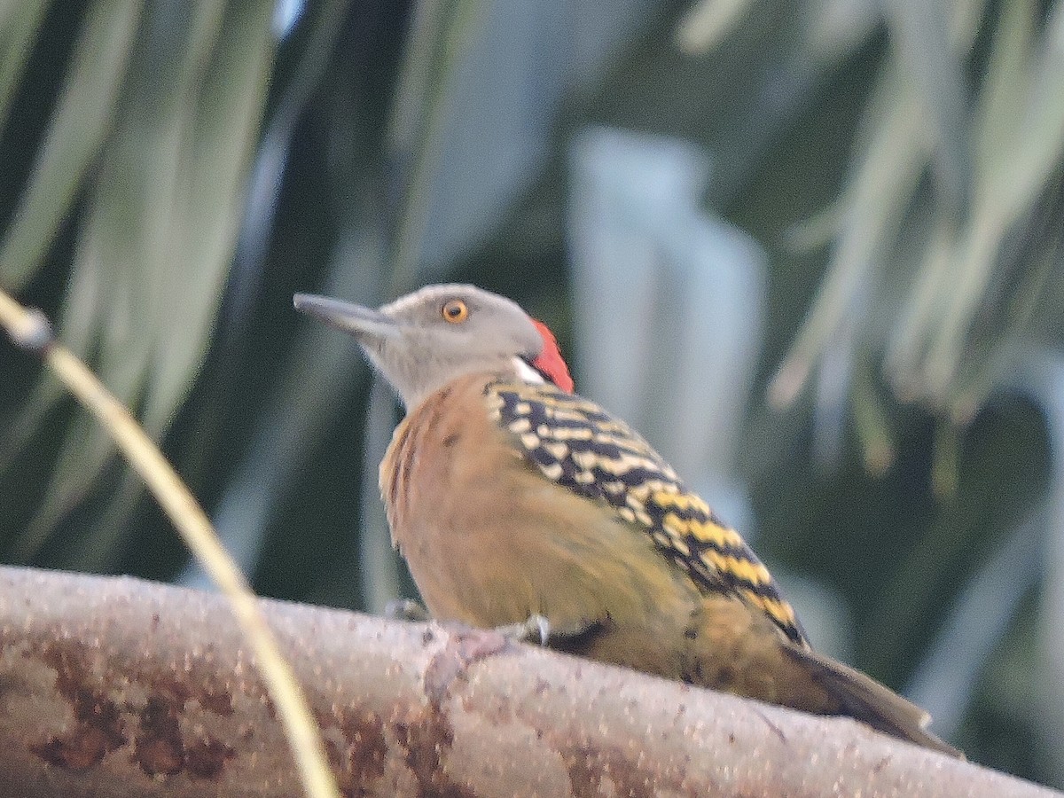 Hispaniolan Woodpecker - ML631800475