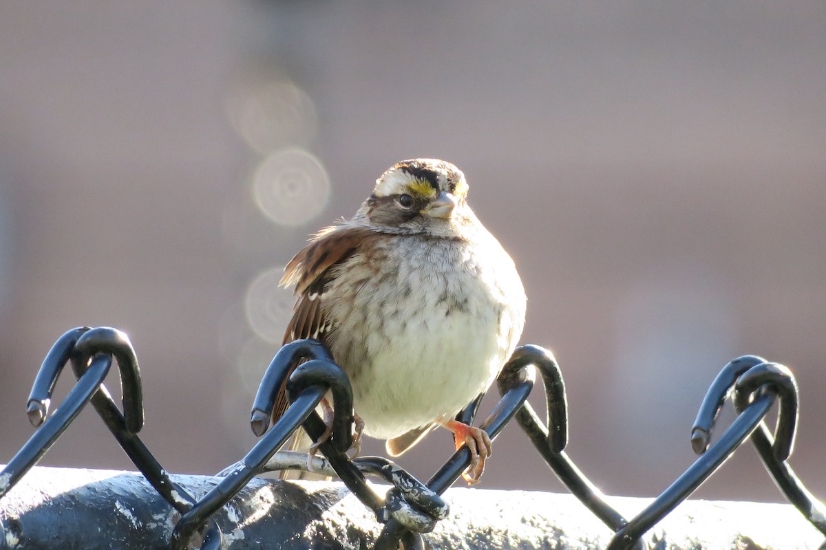 White-throated Sparrow - ML631800494