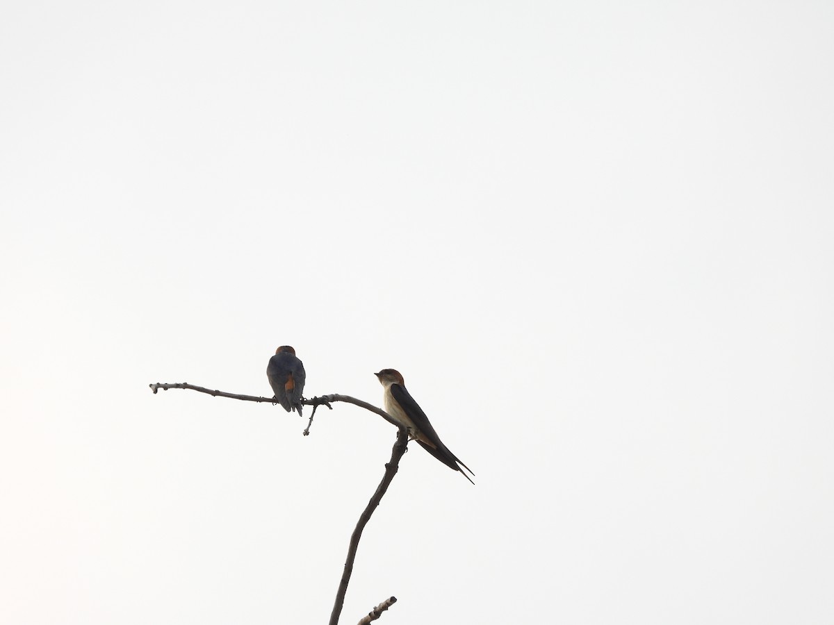 vlaštovka říční - ML631800504