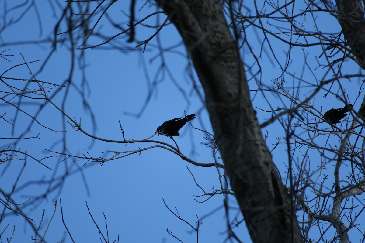 Common Grackle - ML631800570