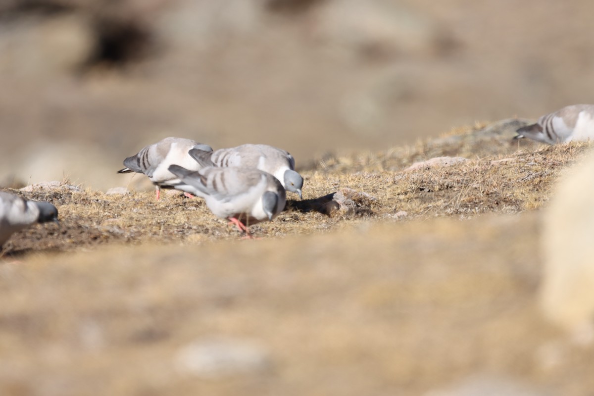 Snow Pigeon - ML631800585