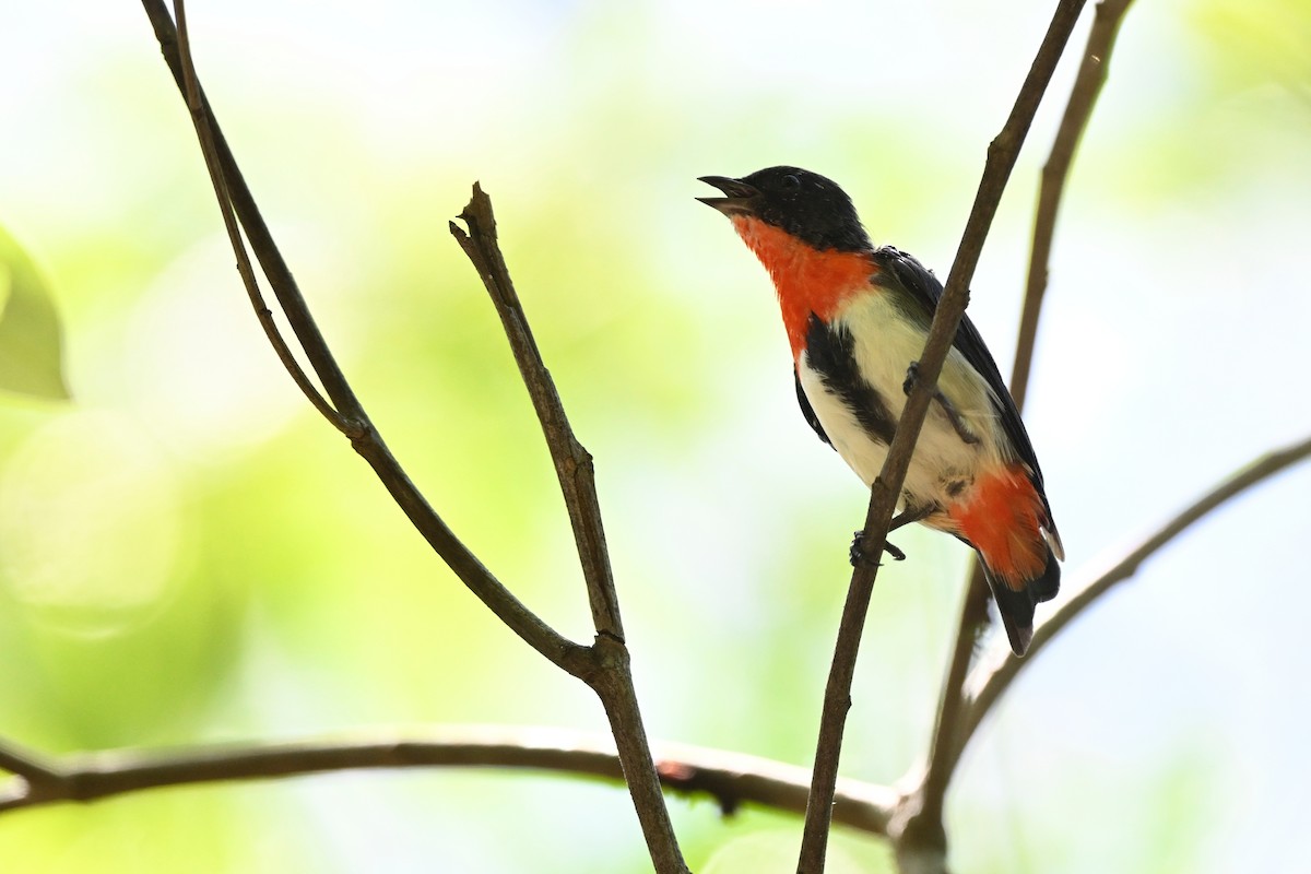 Mistletoebird - ML631800665