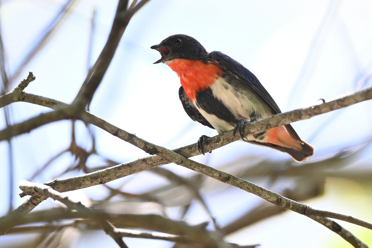 Mistletoebird - ML631800666