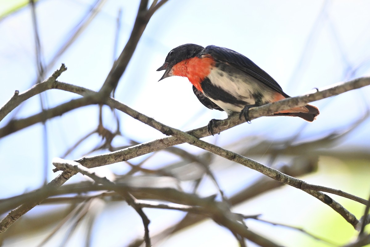 Mistletoebird - ML631800667