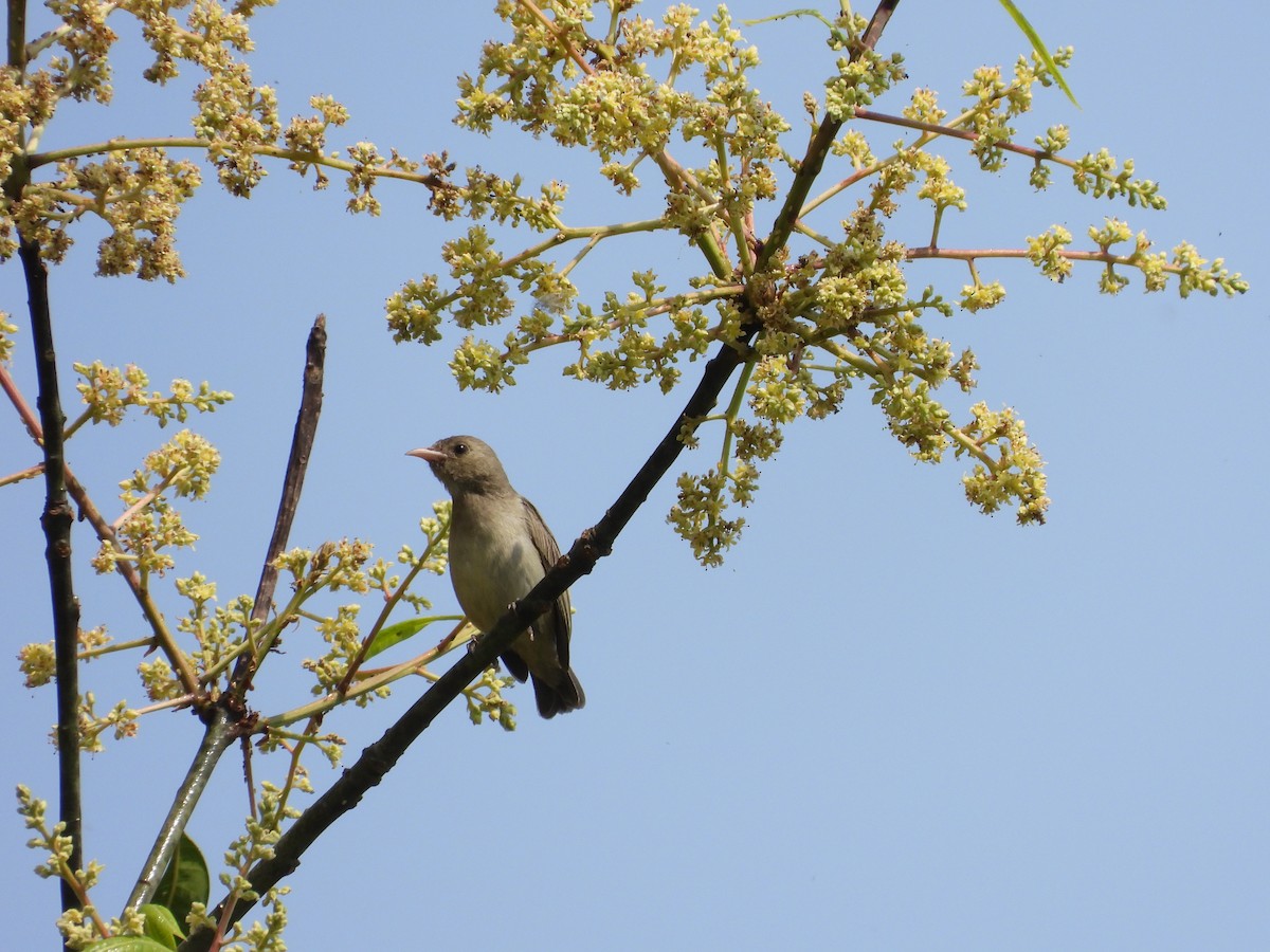 květozob křivozobý - ML631800691