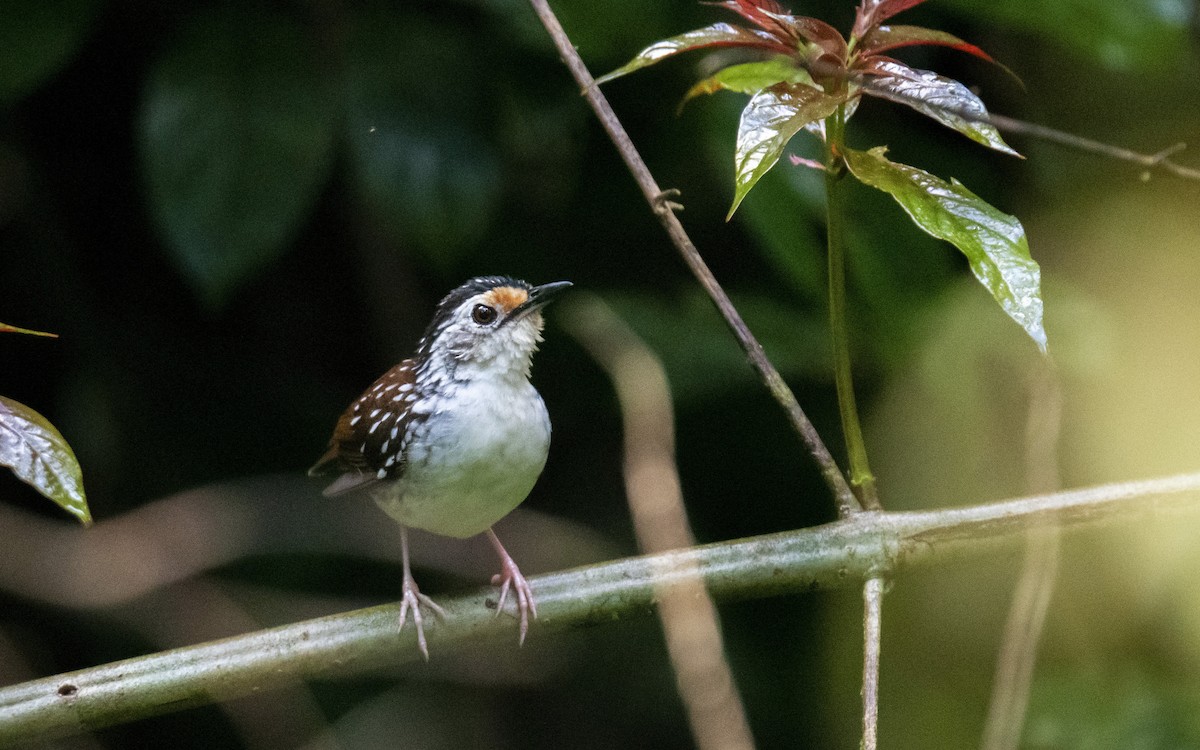 Striped Wren-Babbler - ML631800871