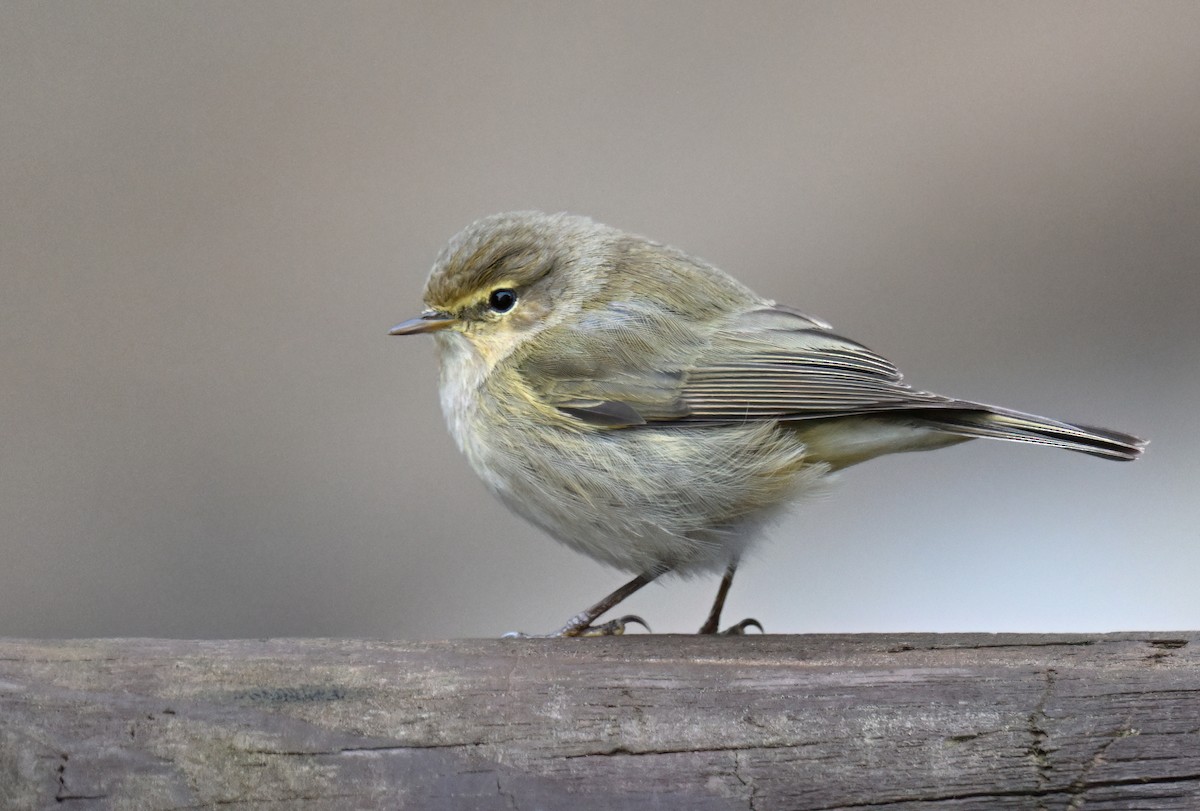 Common Chiffchaff - ML631800888