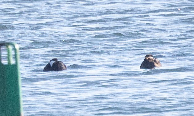 Surf Scoter - ML631800900