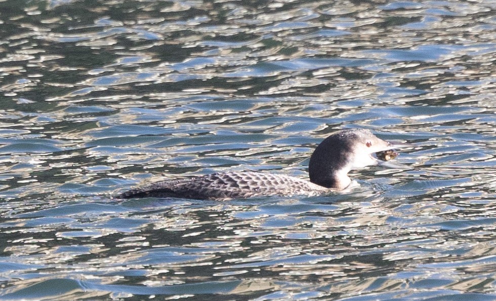 Common Loon - ML631800901
