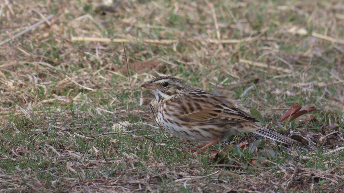 Savannah Sparrow (Savannah) - ML631801019