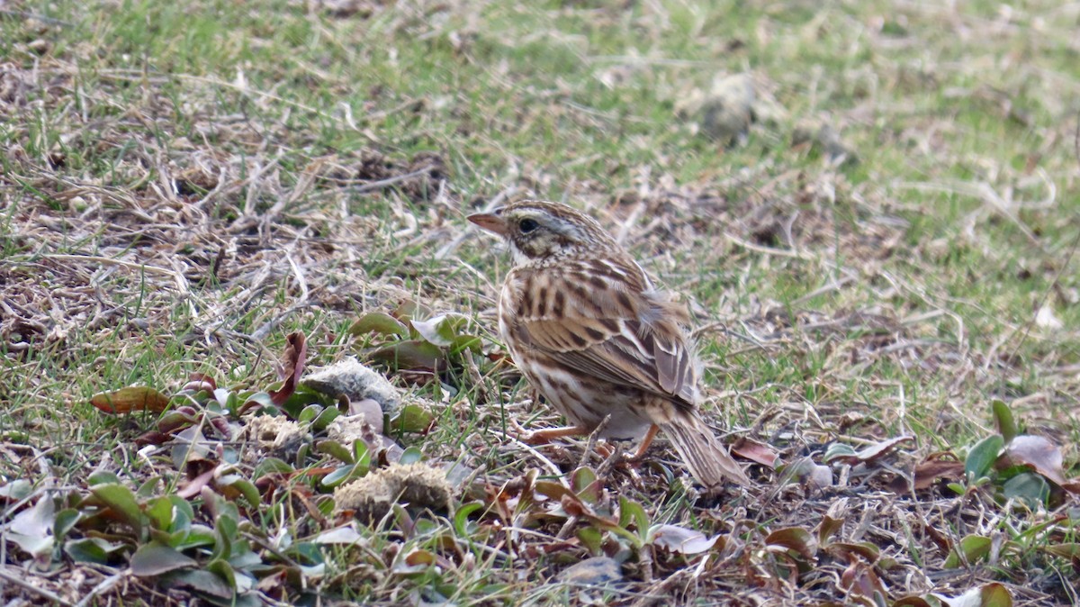 Savannah Sparrow (Savannah) - ML631801040