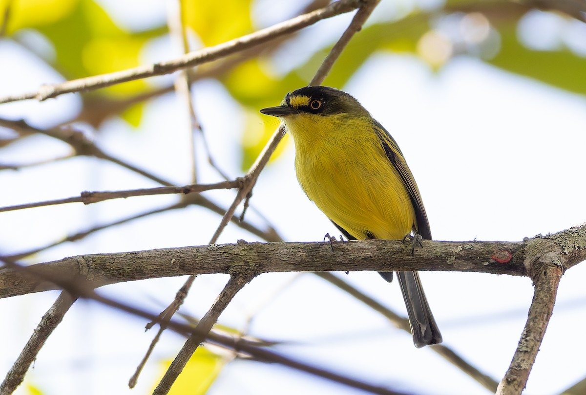 Gray-headed Tody-Flycatcher - ML631801465